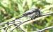Codibugnolo (Aegithalos caudatus) © Tiziana Ciaghi