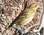 Baumpieper (Anthus trivialis) © Tiziana Ciaghi