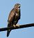 Buse variable (Buteo buteo) © Tiziana Ciaghi