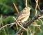 Prispolone (Anthus trivialis) © Tiziana Ciaghi