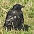 Cornacchia nera/grigia (Corvus corone / cornix) © Tiziana Ciaghi