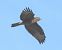 Poiana (Buteo buteo) © Tiziana Ciaghi