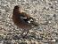 Fringuello (Fringilla coelebs) © Tiziana Ciaghi