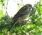 Zigolo muciatto (Emberiza cia) © Tiziana Ciaghi