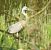 Airone cenerino (Ardea cinerea) © Tiziana Ciaghi