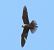 Lodolaio (Falco subbuteo) © Tiziana Ciaghi