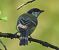 Cinciallegra (Parus major) © Tiziana Ciaghi