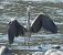 Airone cenerino (Ardea cinerea) © Tiziana Ciaghi