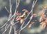 Prispolone (Anthus trivialis) © Tiziana Ciaghi