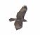 Poiana (Buteo buteo) © Tiziana Ciaghi