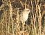 Stiaccino (Saxicola rubetra) © Tiziana Ciaghi