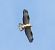 Falco pecchiaiolo (Pernis apivorus) © Tiziana Ciaghi