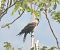 Cornacchia grigia (Corvus cornix) © Tiziana Ciaghi