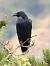 Corvo imperiale (Corvus corax) © Tiziana Ciaghi