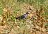 Colombaccio (Columba palumbus) © Roberto Brembilla