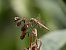 Sympetrum depressiusculum © Roberto Brembilla