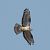 Falco pecchiaiolo (Pernis apivorus) © Simona Corbellini