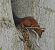 Ecureuil roux (Sciurus vulgaris) © Simona Corbellini