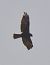 Falco di palude (Circus aeruginosus) © Simona Corbellini