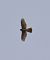 Sparviere (Accipiter nisus) © Simona Corbellini