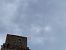 Rondone indet. (Apus sp.) © Laura Falcinelli