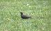 Étourneau sansonnet (Sturnus vulgaris) © Gianfranco Venturini