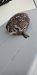 Civetta (Athene noctua) © Gianfranco Venturini
