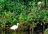 Garzetta (Egretta garzetta) © Angelo Matteucci