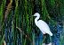Garzetta (Egretta garzetta) © Angelo Matteucci