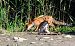 Volpe (Vulpes vulpes) © Angelo Matteucci