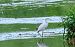 Garzetta (Egretta garzetta) © Angelo Matteucci
