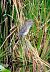 Nitticora (Nycticorax nycticorax) © Angelo Matteucci