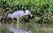 Airone cenerino (Ardea cinerea) © Angelo Matteucci