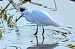 Garzetta (Egretta garzetta) © Angelo Matteucci