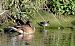 Beccaccino (Gallinago gallinago) © Angelo Matteucci