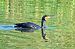 Cormorano (Phalacrocorax carbo) © Angelo Matteucci