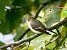 Balia nera (Ficedula hypoleuca) © Denise Schneider