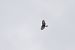 Poiana (Buteo buteo) © Marco Bettoni