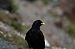 Gracchio alpino (Pyrrhocorax graculus) © Marco Bettoni