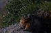 Marmotta (Marmota marmota) © Marco Bettoni