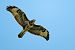 Poiana (Buteo buteo) © Pier Podavini