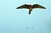 Lodolaio (Falco subbuteo) © Pier Podavini