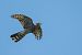 Sparviere (Accipiter nisus) © Pier Podavini
