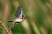 Beccamoschino (Cisticola juncidis) © Pier Podavini