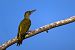 Picchio verde (Picus viridis) © Pier Podavini