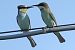 Gruccione (Merops apiaster) © Maurizio Parenti