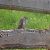 Coucou gris (Cuculus canorus) © Simon Rabensteiner