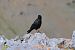 Chocard à bec jaune (Pyrrhocorax graculus) © Renato Sascor