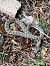 Vipera aspis / berus © Renato Sascor