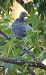 Colombaccio (Columba palumbus) © Letizia Saviola